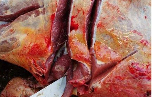 سقوط مطعم يبيع اللحوم الفاسدة في حلوان 