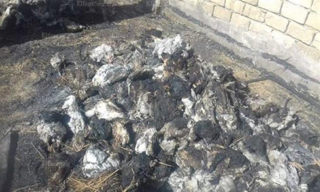 «نفوق 4000 كتكوت»..السيطرة علي حريق هائل بمزرعة دواجن بالغربية