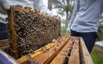 جامعة الوادي الجديد تنظم دورة تدريبية حول كيفية إنشاء المناحل وإدارتها
