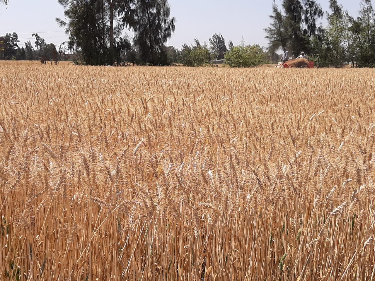الغربية تحصد ٧7 ٪ من إجمالى المساحة المزروعة من القمح