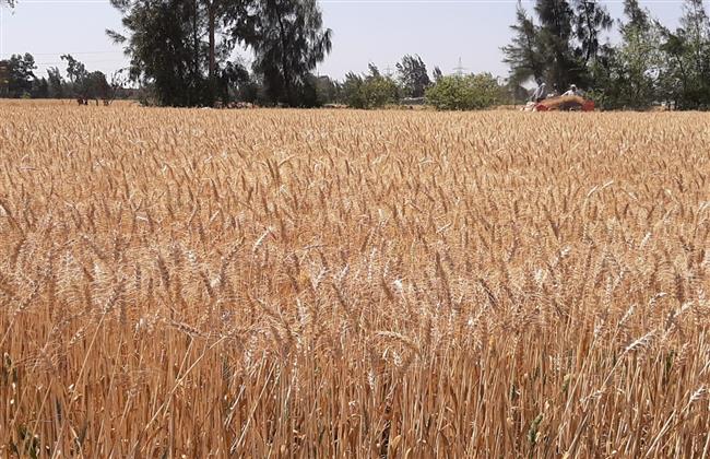 الغربية تحصد ٧7 ٪ من إجمالى المساحة المزروعة من القمح 