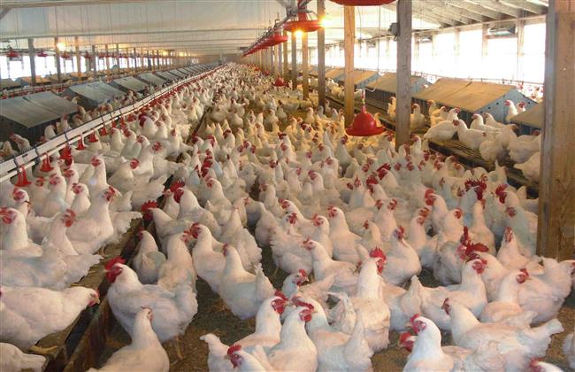 تحصين 31690 طائراً من الأمراض الوبائية فى كفرالشيخ