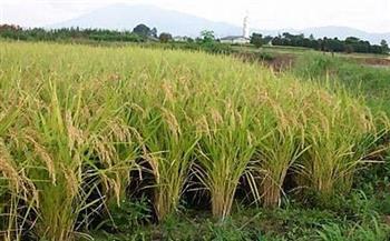   الزراعة تؤكد عدم التهاون في مخالفة المساحة المحددة لزراعة الأرز موسم 2021