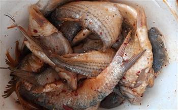 الصحة تحذر من تناول الأسماك المملحة خلال أعياد الربيع