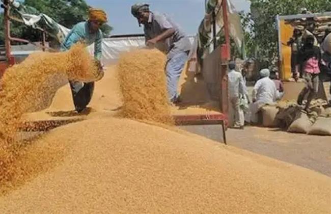 محافظ بني سويف: استلام 178  ألف و430 طن  قمح محلي بنسبة تقترب من 90 % من المستهدف هذا العام  