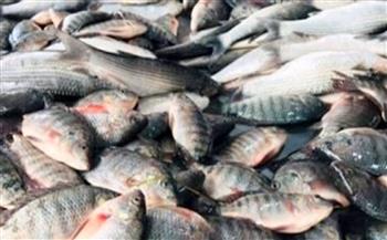   الحكومة تنفى انتشار أسماك فاسدة وغير صالحة بالأسواق