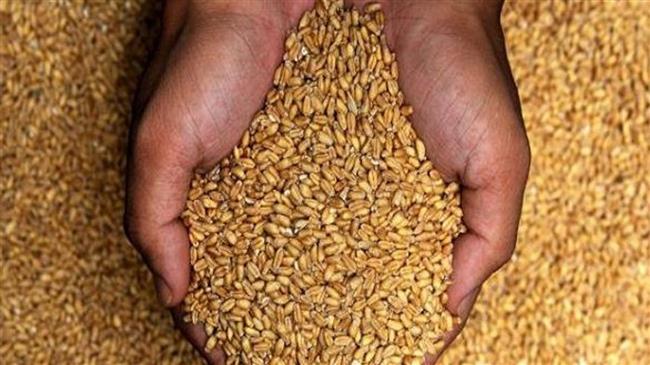 محافظ بني سويف: توريد 214 ألف طن قمح محلى بمواقع الاستلام والتخزين