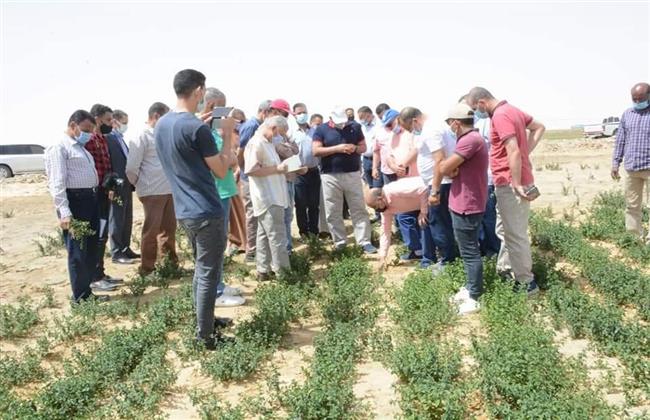 النباتات الطبية.. ٢٦٠٠ فدان لزراعة النعناع بالوادي الجديد 