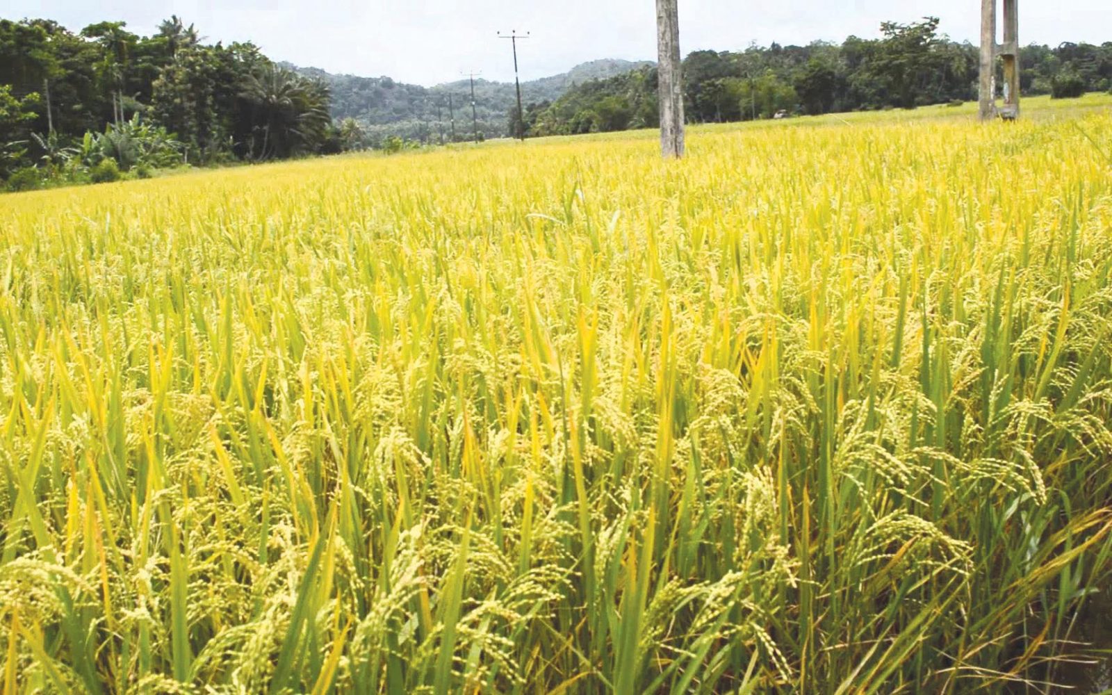 زراعة محصول الأرز الجاف للحفاظ على المخزون الجوفي في الوادي الجديد