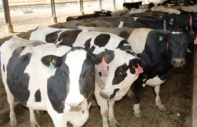 بمناسبة عيد الأضحى المبارك.. الزراعة توافق على استيراد 96 ألف رأس عجول أبقار