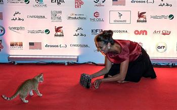   تحقيق بالأوبرا لمعرفة قاتل «قطة» المهرجان