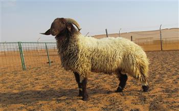   نقيب الفلاحين يكشف 10 شروط قبل شراء خروف العيد