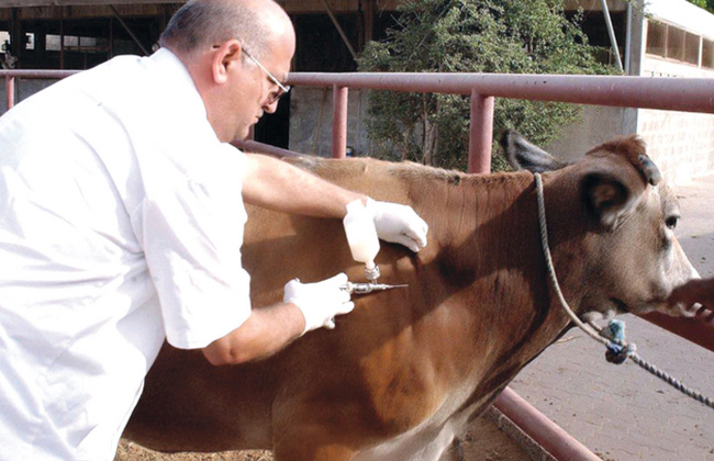 «بطري بني سويف»: تحصين 116 ألف رأس ماشية ضد الجلد العقدي والجدرى