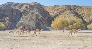 الجمال من وادي الجمال 