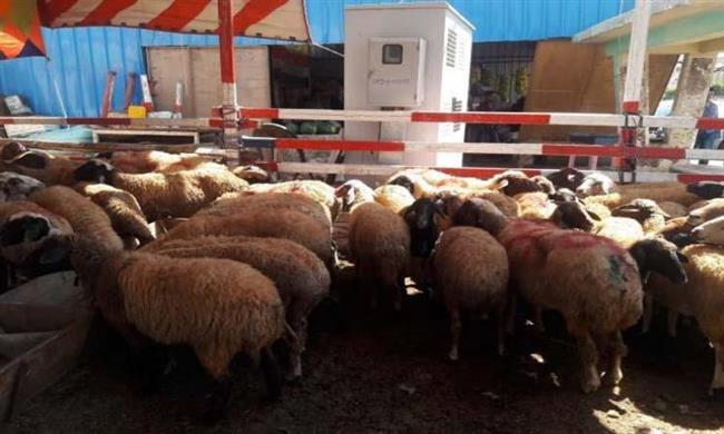 غرامة 3 آلاف جنيه.. الجيزة تحظر إقامة شوادر بيع الأضاحى فى الشوارع