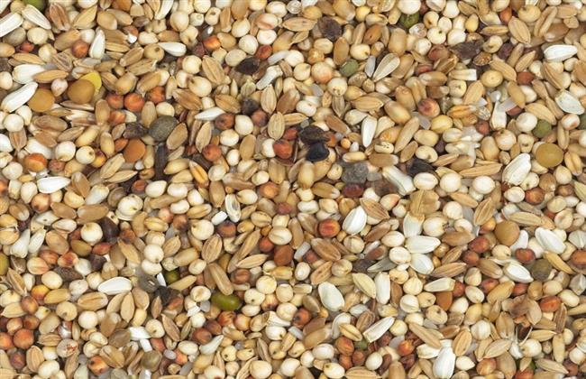 مع اقتراب عيد الأضحي.. ارتفاع أسعار الأعلاف مع نهاية الإسبوع