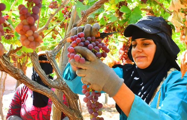 موسم حصاد العنب .. قصة مصورة 