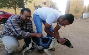 محافظ أسوان يكلف الطب البيطرى بتنفيذ حملات لتطعيم وتعقيم الكلاب 