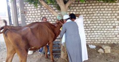تحصين 36 ألف رأس ماشية بكفر الشيخ من الحمى القلاعية