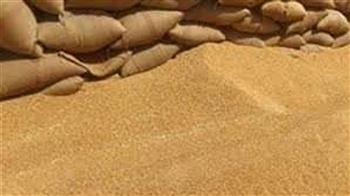   شون وصوامع المنيا تستقبل 327 ألف طن من القمح