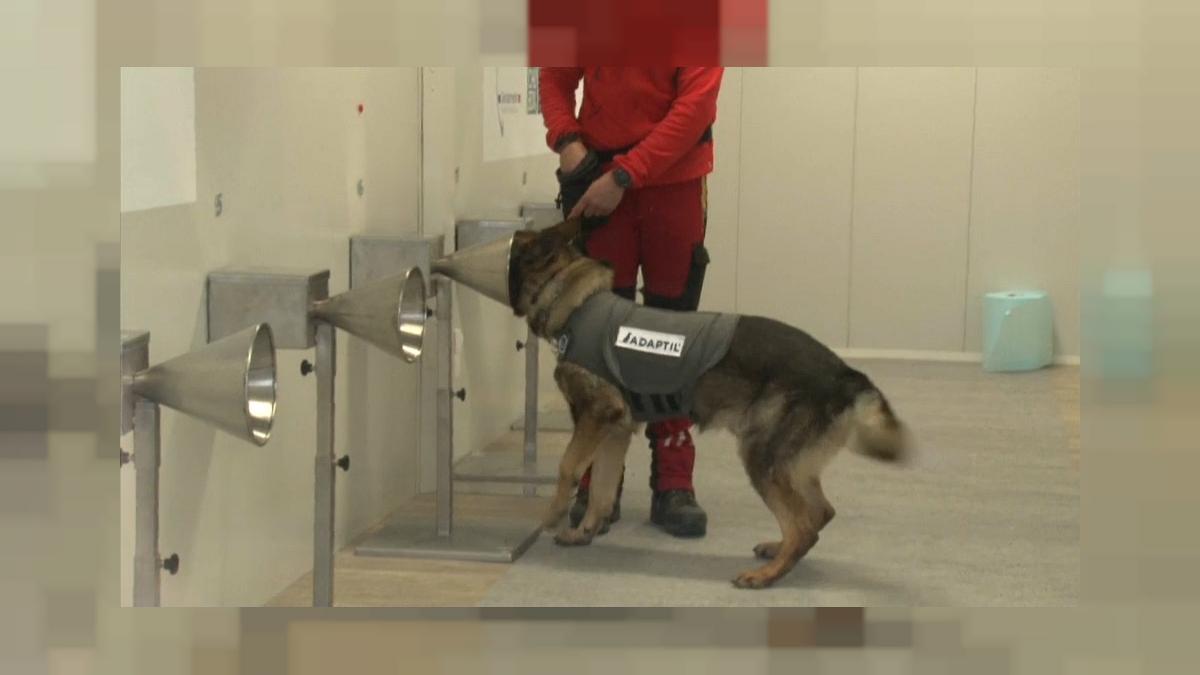فرنسا تدرب الكلاب البوليسية للكشف عن كورونا