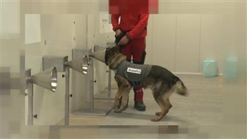   فرنسا تدرب الكلاب البوليسية للكشف عن كورونا