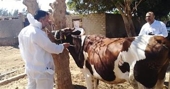   تحصين 6585 رأس ماشية ضد الحمي القلاعية والوادي المتصدع ببني سويف