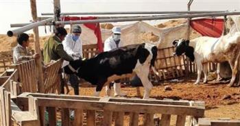   تحصين 6585 رأس ماشية ضد أمراض الحمى القلاعية والوادي المتصدع                                                  