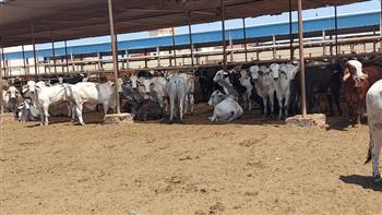   محافظ بورسعيد يتفقد سير العمل بمحطة تسمين الماشية