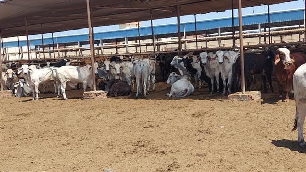 محافظ بورسعيد يتفقد سير العمل بمحطة تسمين الماشية