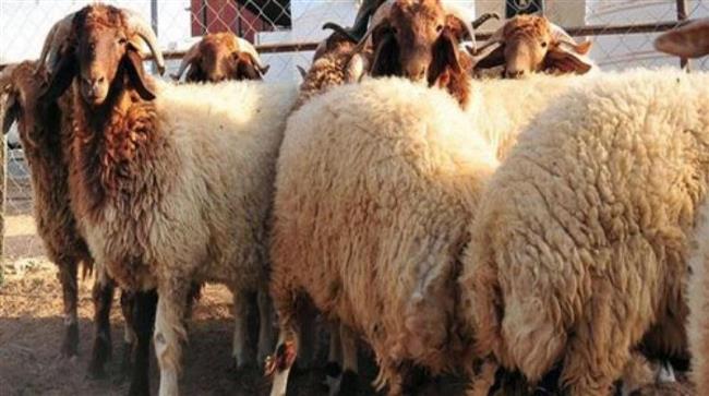 هل يجوز شراء الأضحية بالتقسيط؟.. «الإفتاء» تجيب