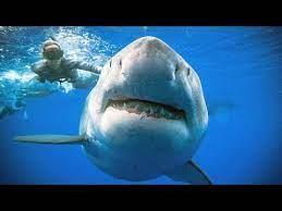 «الغوص» تحذر من ظهور أسماك القرش خلال الأشهر القادمة