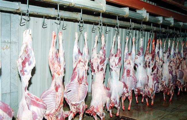 مجازر بنى سويف تستقبل الأضاحى بالمجان