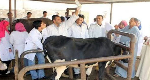 تحصين 17 ألف رأس ماشية ضد الحمى القلاعية في بني سويف