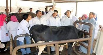   تحصين 17 ألف رأس ماشية ضد الحمى القلاعية في بني سويف