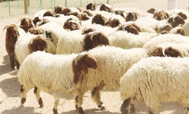 استعدادًا لعيد الأضحى.. شودار للخراف بالتقسيط فى أسيوط