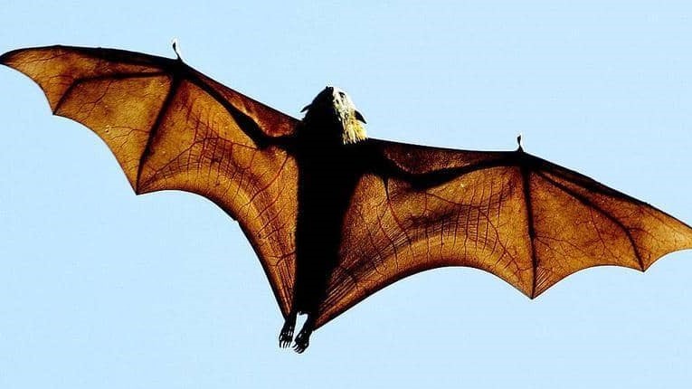 سلالة جديد لكورونا مصدرها خفافيش بريطانية
