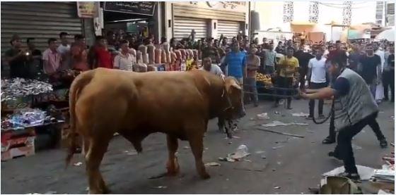 «العجل الطائر» يقتل ويصيب 4 أشخاص في المنوفية.. التفاصيل