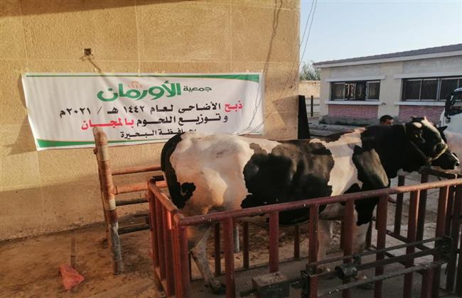 «أورمان البحيرة» تبدأ فى العيد بذبح ٣٠ عجل وتوزيعها على مستحقيها 