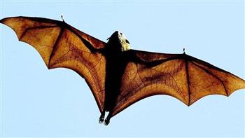   سلالة جديد لكورونا مصدرها خفافيش بريطانية