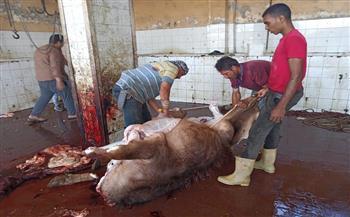 مجازر كفر الشيخ تستقبل 900 رأس ماشية حتى الآن