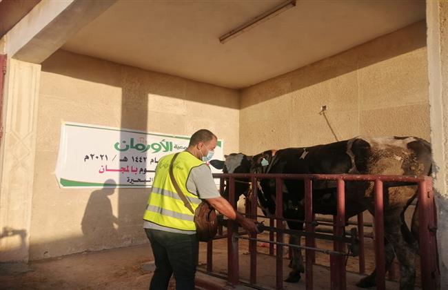 ذبح ١٠ عجول وتوزيعها على الأسر الفقيرة بقرى أبو المطامير وكوم حماده
