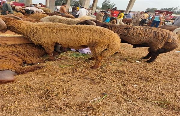 بالصور|| عودة الحياة لسوق الماشية في بيلا