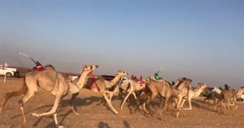 انطلاق فعاليات الختامى لسباق الهجن بالعلمين