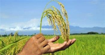   دورة تدريبية عن استدامة إنتاج الأرز فى مصر بالبحيرة