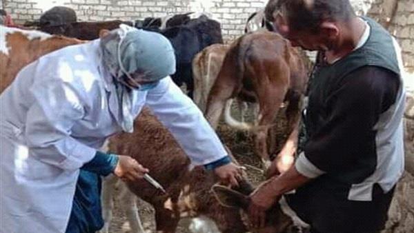 تحصين أكثر من 135 ألفا من الثروة الحيوانية ببنى سويف