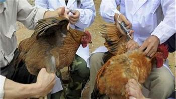 محافظ كفر الشيخ: تحصين 14440 طائراً من الأمراض الوبائية