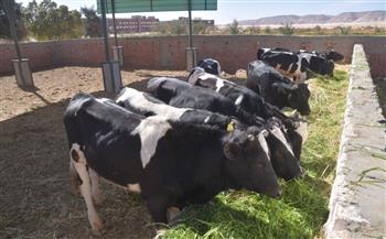   جامعة الوادي الجديد توفر رؤس ماشية لـ عيد الأضحي