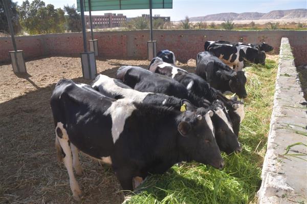 جامعة الوادي الجديد توفر رؤس ماشية لـ عيد الأضحي