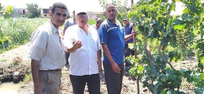 حفاظًا علي صحة المواطنين.. سحب عينات من محصول العنب وتحليلها بالمعمل المركزى للمبيدات